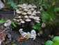 Cifra kígyógomba (Mycena inclinata), Budai-hegység